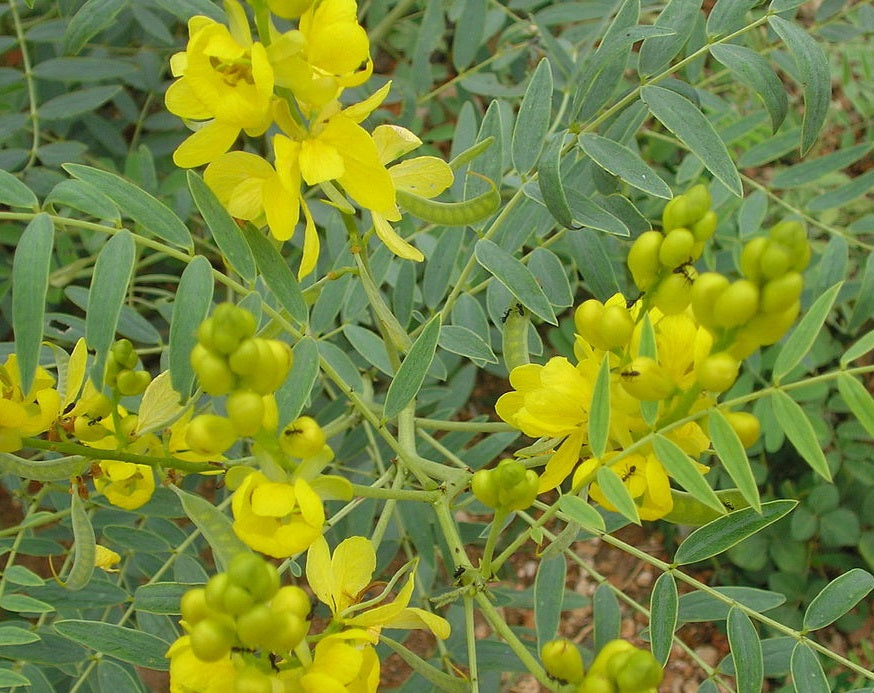 Egyptian Senna | Senna Alexandrina | 50+ seeds | Herb
