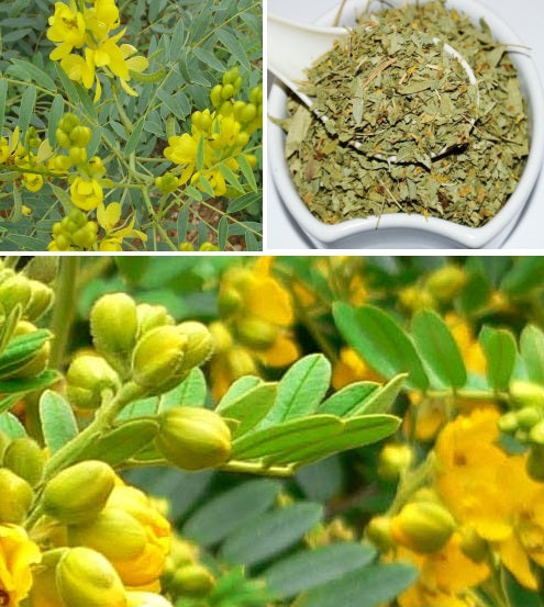 Egyptian Senna | Senna Alexandrina | 50+ seeds | Herb