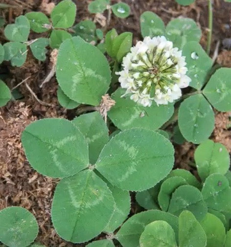 Shamrock Seeds | 500+ seeds | Trifolium Repens | St Patrick | Good Luck Gift