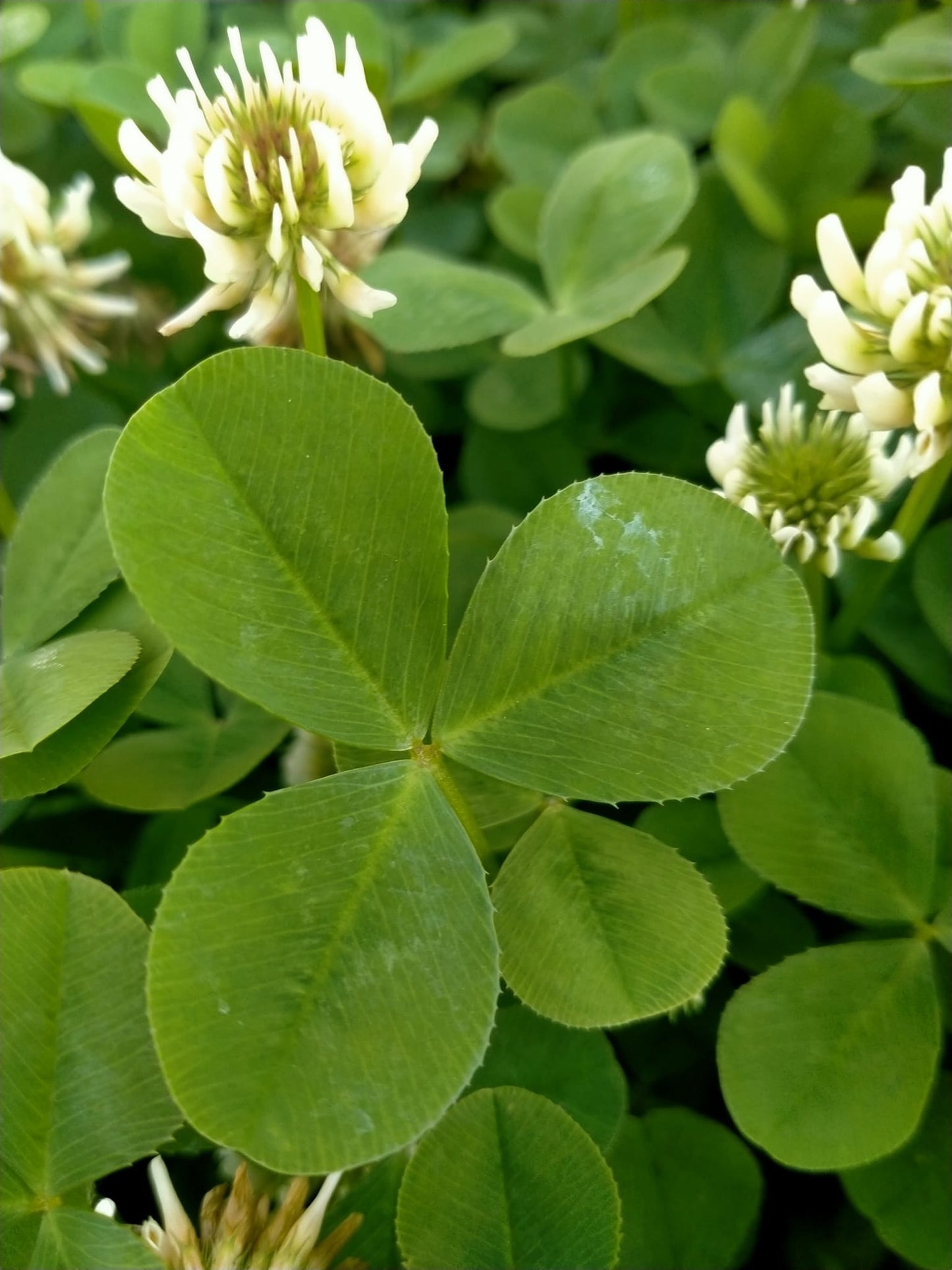Shamrock Seeds | 500+ seeds | Trifolium Repens | St Patrick | Good Luck Gift