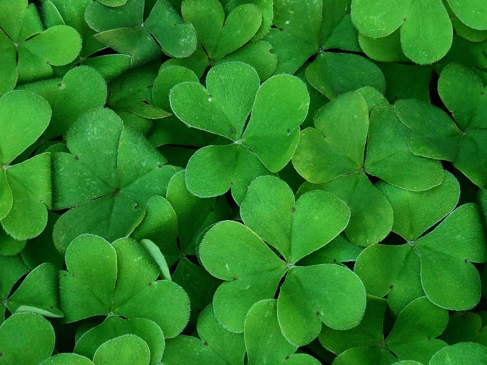 Shamrock Seeds | 500+ seeds | Trifolium Repens | St Patrick | Good Luck Gift