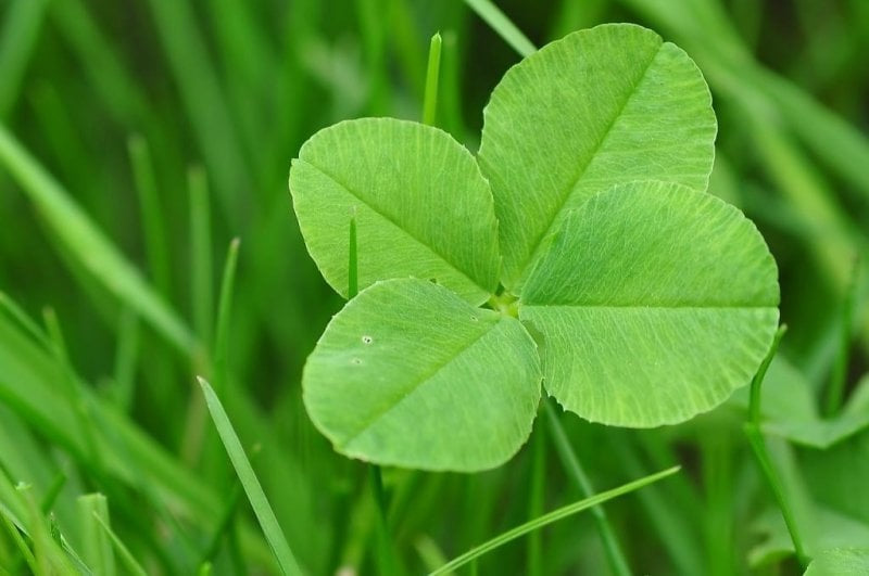 Shamrock Seeds | 500+ seeds | Trifolium Repens | St Patrick | Good Luck Gift