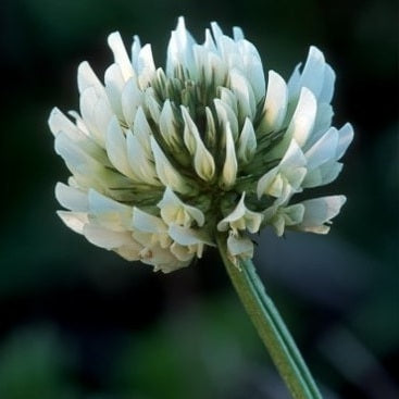 Shamrock Seeds | 500+ seeds | Trifolium Repens | St Patrick | Good Luck Gift