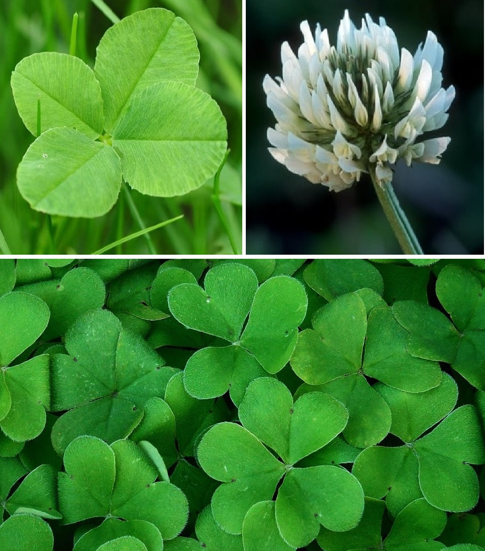 Shamrock Seeds | 500+ seeds | Trifolium Repens | St Patrick | Good Luck Gift