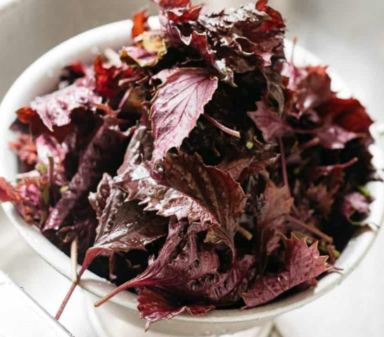 Red Shiso | Perilla | Japanese Basil | Beefsteak Plant | 200+ fresh seeds