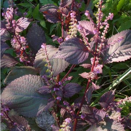 Red Shiso | Perilla | Japanese Basil | Beefsteak Plant | 200+ fresh seeds
