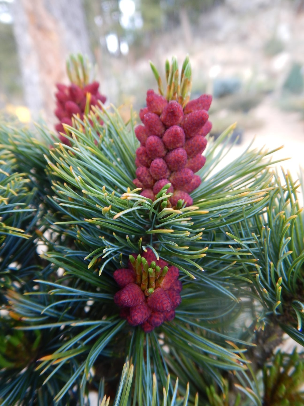 Siberian Pine | 30+ seeds | Dwarf | Pinus Sibirica | Bonsai