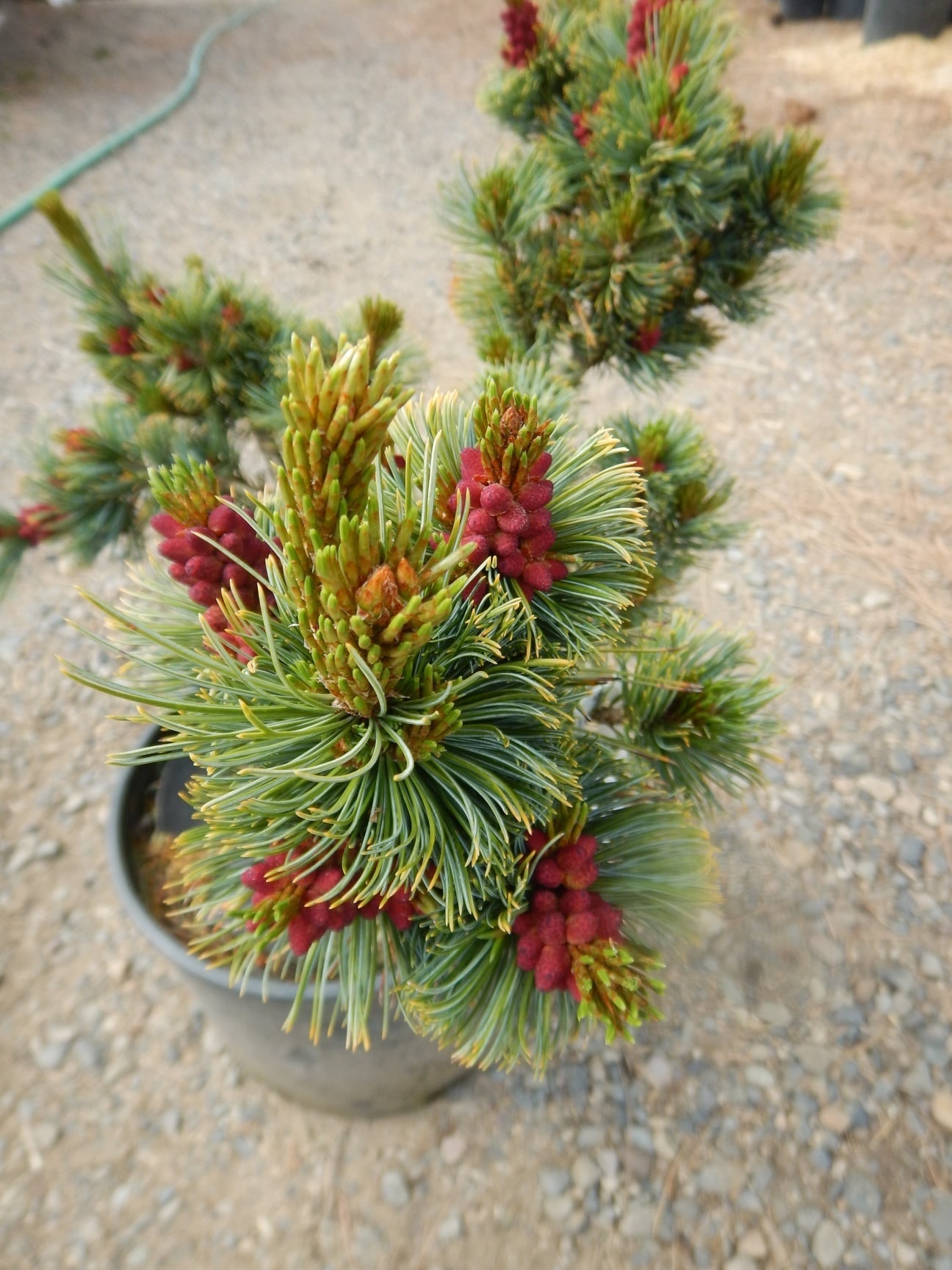 Siberian Pine | 30+ seeds | Dwarf | Pinus Sibirica | Bonsai