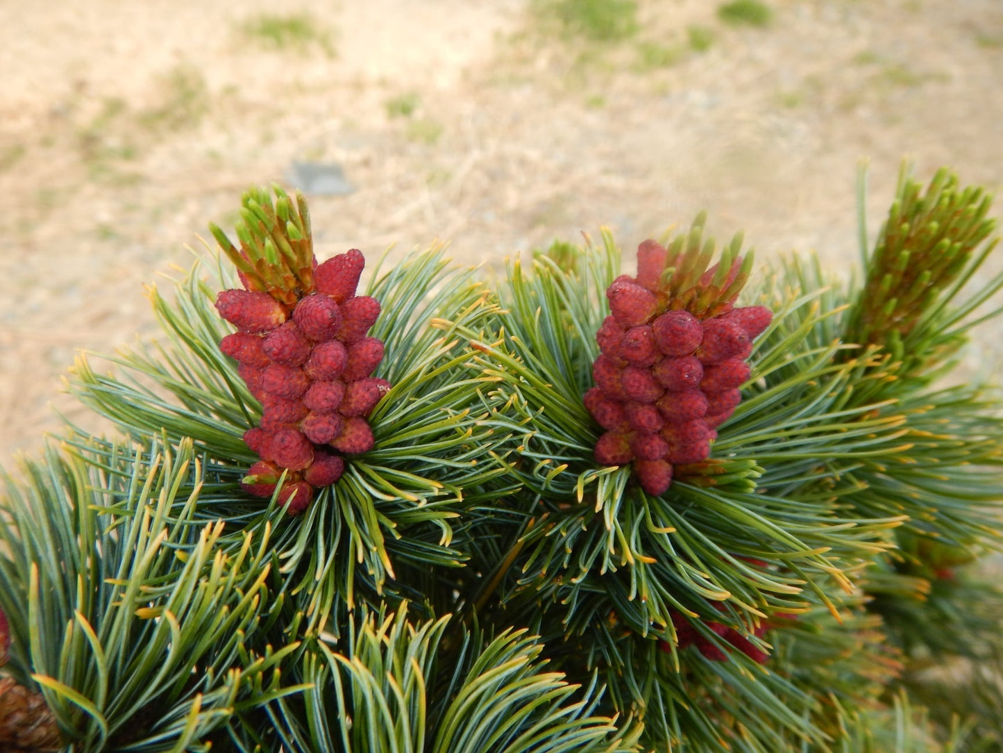 Siberian Pine | 30+ seeds | Dwarf | Pinus Sibirica | Bonsai