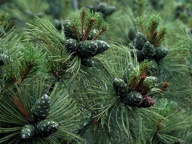 Siberian Pine | 30+ seeds | Dwarf | Pinus Sibirica | Bonsai