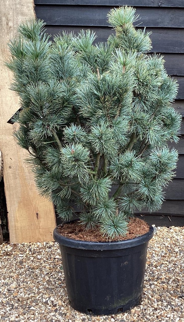 Siberian Pine | 30+ seeds | Dwarf | Pinus Sibirica | Bonsai