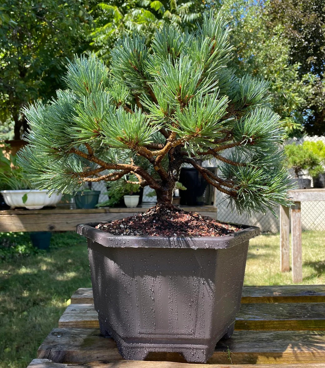 Siberian Pine | 30+ seeds | Dwarf | Pinus Sibirica | Bonsai