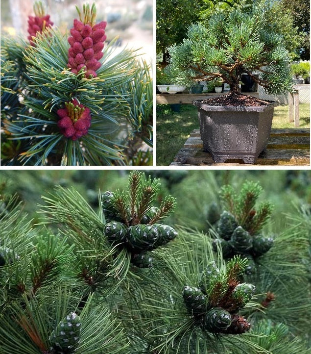 Siberian Pine | 30+ seeds | Dwarf | Pinus Sibirica | Bonsai