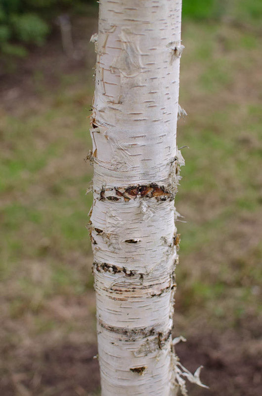 Silver Birch | Betula Pendula | 500+ Seeds | Fast Growing