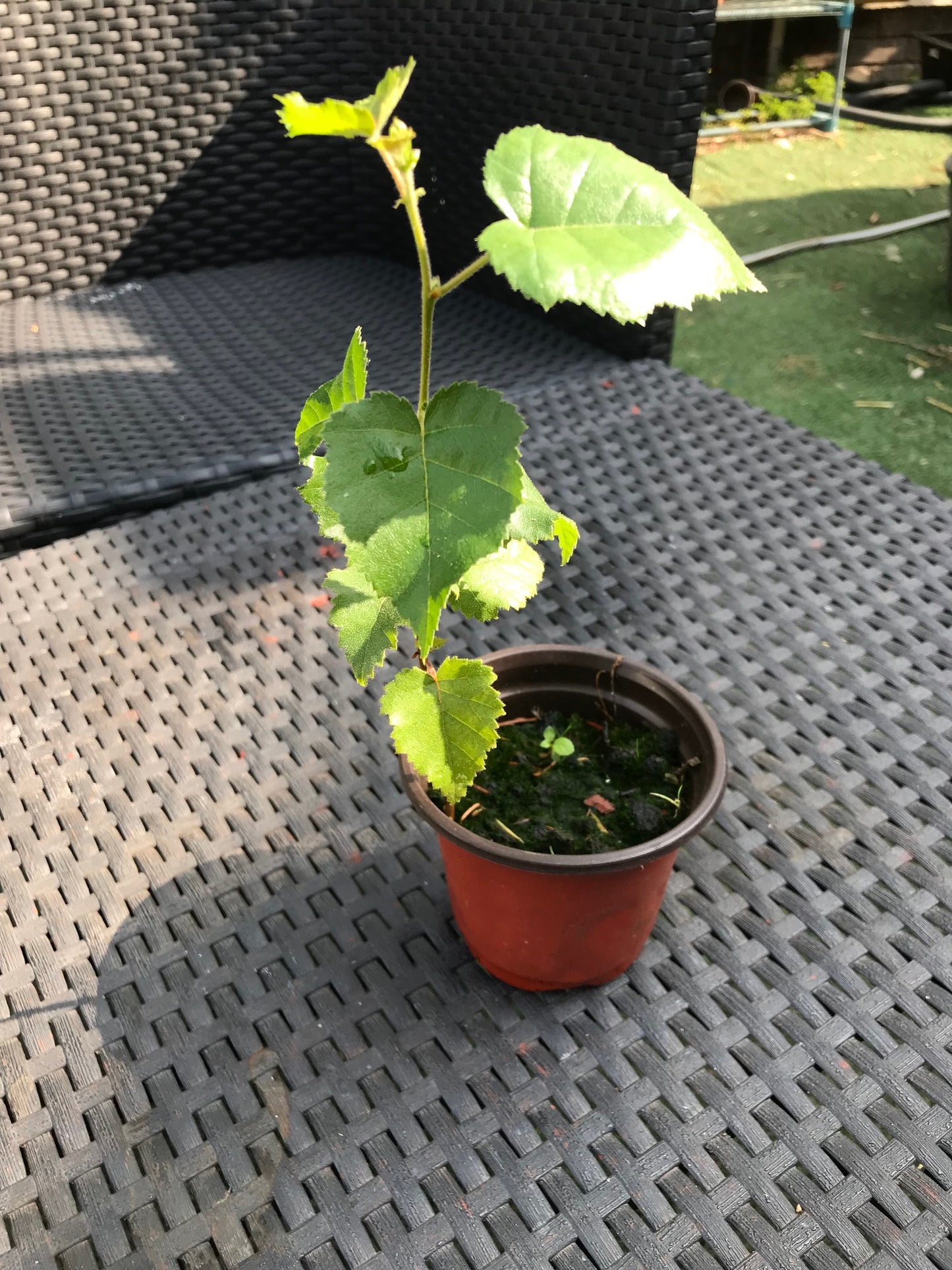 Silver Birch | Betula Pendula | 500+ Seeds | Fast Growing