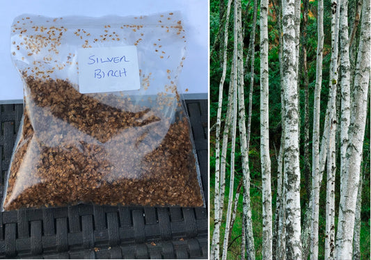Silver Birch | Betula Pendula | 500+ Seeds | Fast Growing