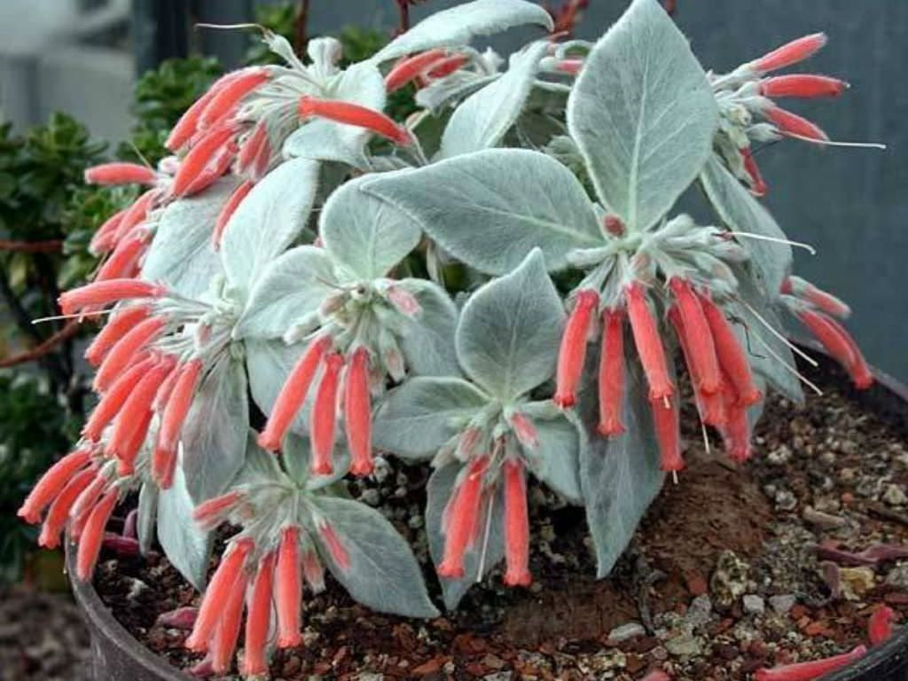 Sinningia Leucotricha | 40+ seeds | Rare & Exotic Houseplant