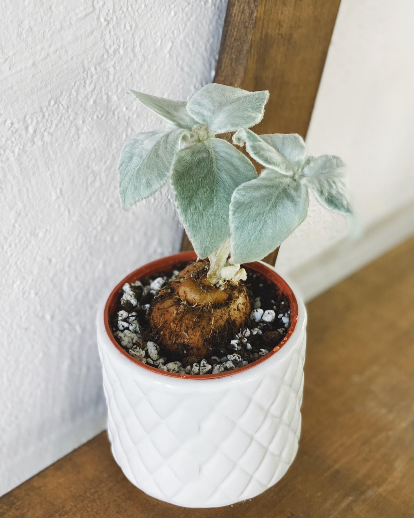 Sinningia Leucotricha | 40+ seeds | Rare & Exotic Houseplant