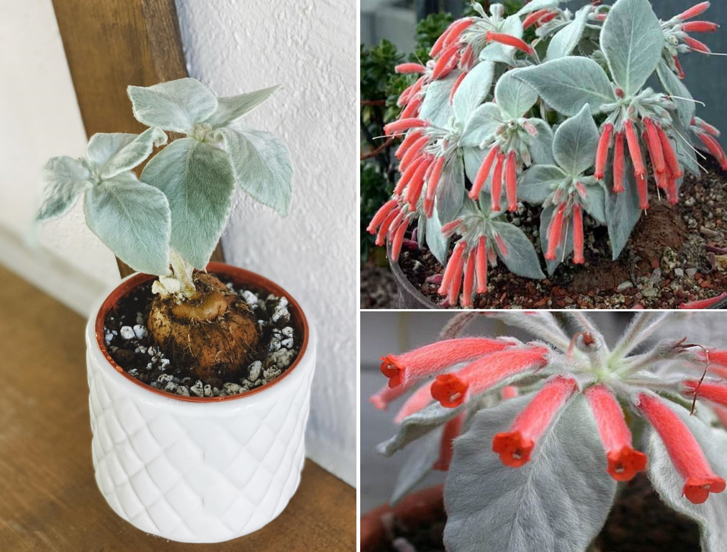 Sinningia Leucotricha | 40+ seeds | Rare & Exotic Houseplant