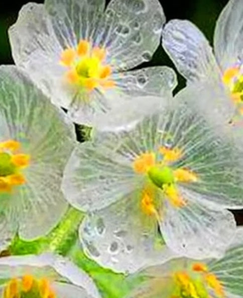 Skeleton Flower | Diphylleia Grayi | 10+ seeds | Enchanting Flower | Rare
