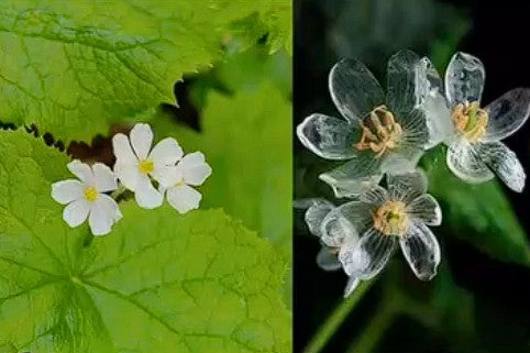 Skeleton Flower | Diphylleia Grayi | 10+ seeds | Enchanting Flower | Rare