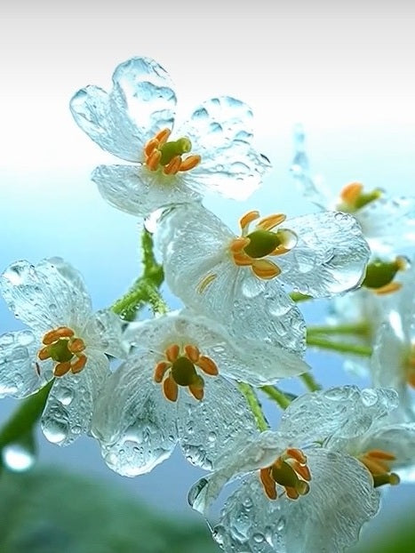 Skeleton Flower | Diphylleia Grayi | 10+ seeds | Enchanting Flower | Rare