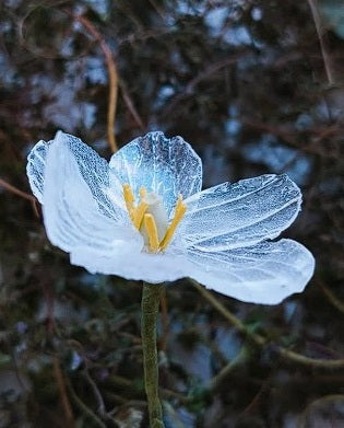 Skeleton Flower | Diphylleia Grayi | 10+ seeds | Enchanting Flower | Rare