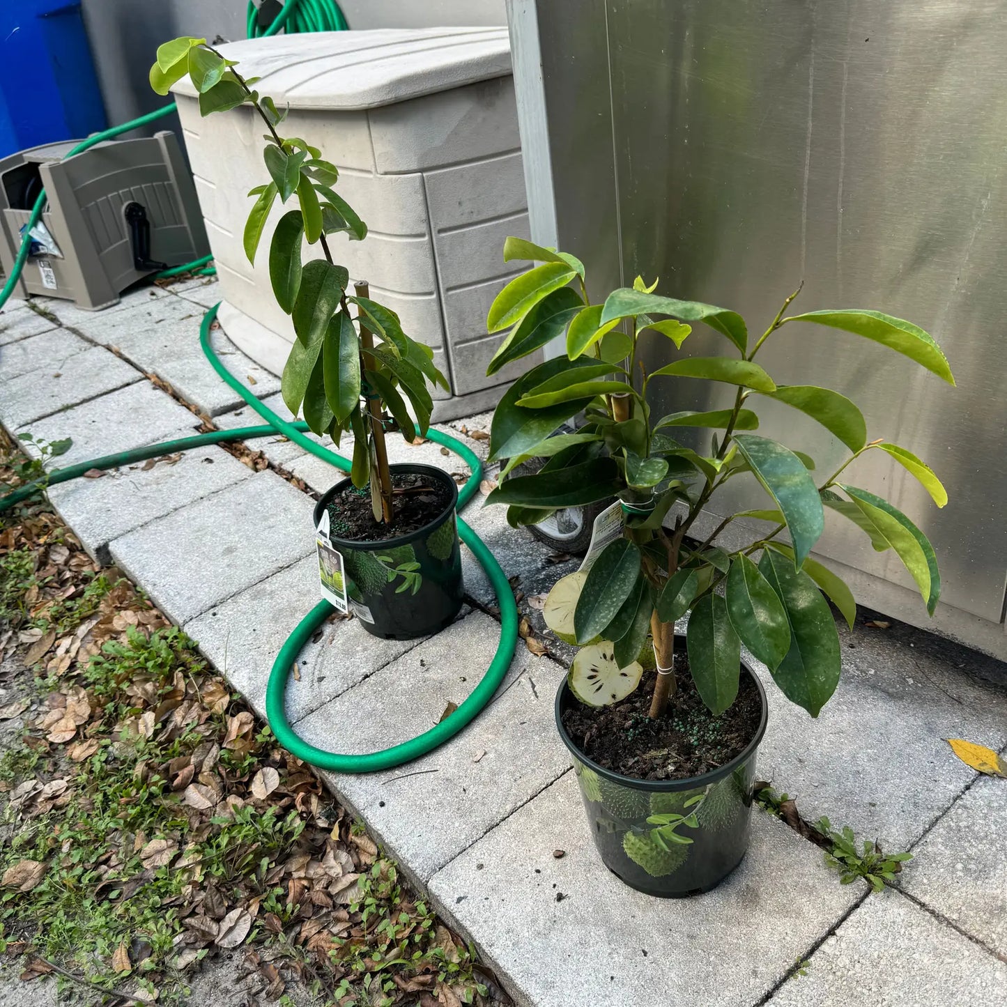 Soursop | 5 seeds | Viable | Guanabana | Annona Muricata