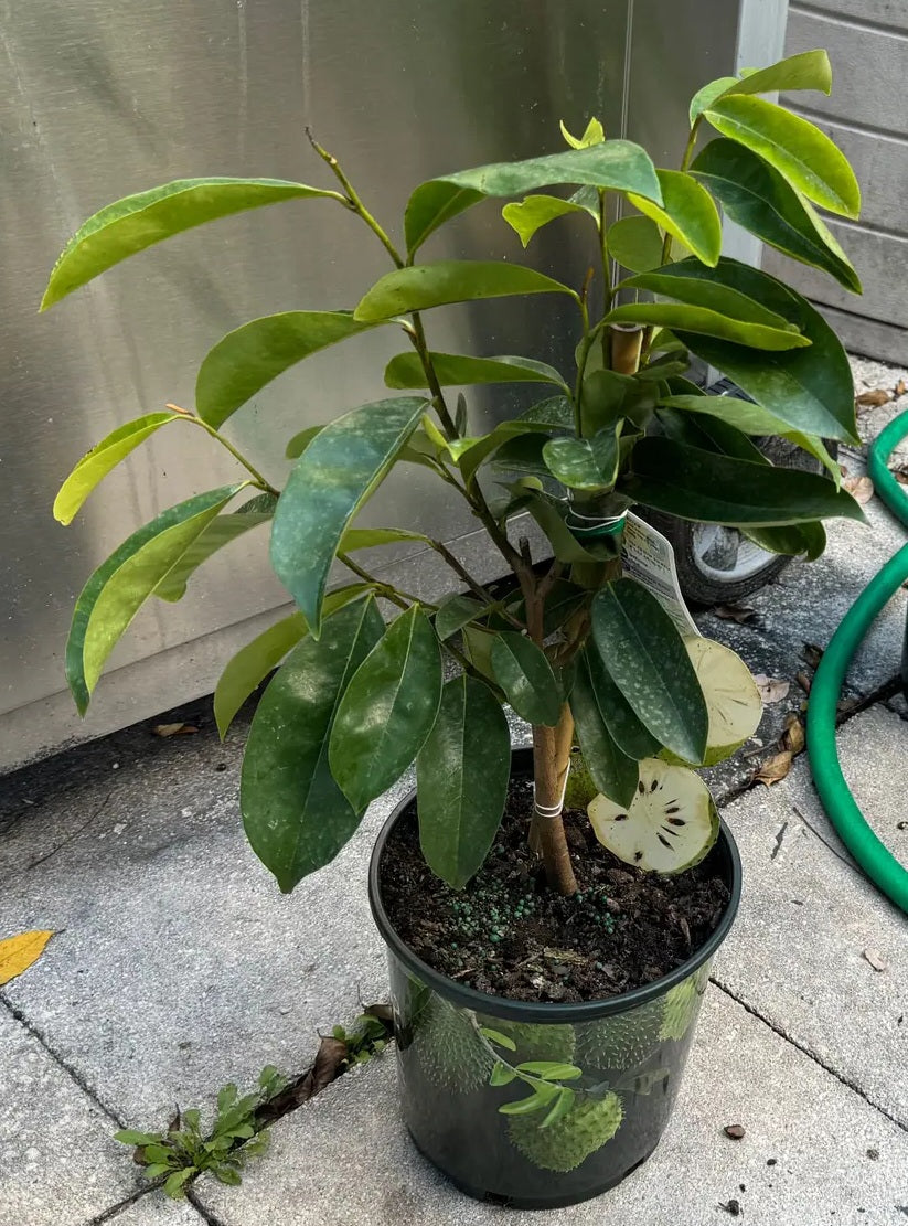 Soursop | 5 seeds | Viable | Guanabana | Annona Muricata