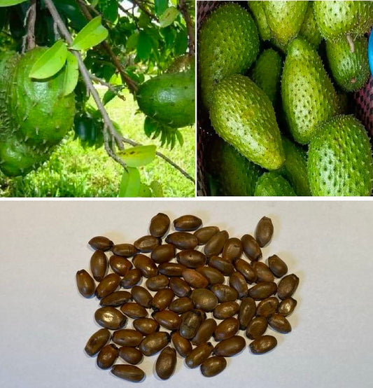 Soursop | 5 seeds | Viable | Guanabana | Annona Muricata
