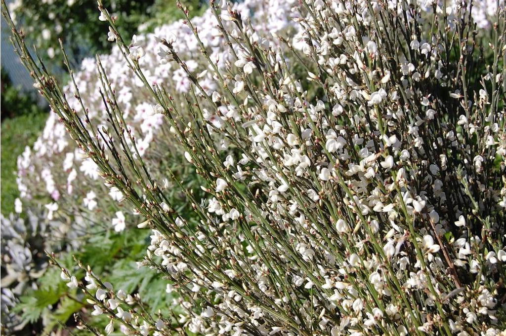 Spanish White Broom | Cytisus Multiflorus | 30+ seeds