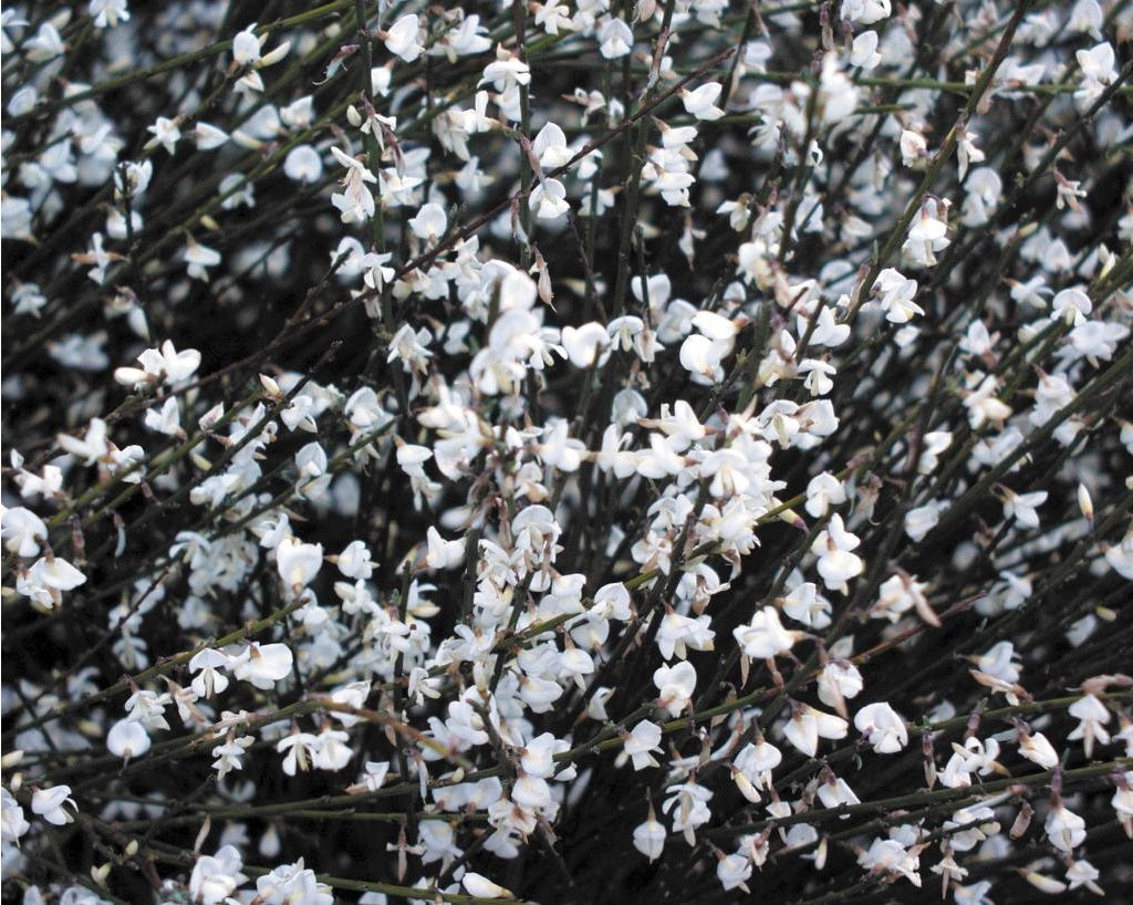 Spanish White Broom | Cytisus Multiflorus | 30+ seeds