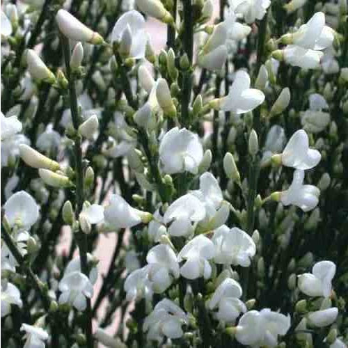 Spanish White Broom | Cytisus Multiflorus | 30+ seeds
