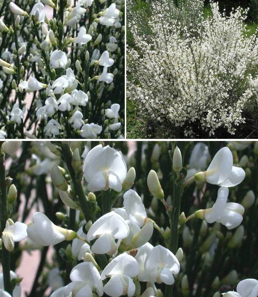 Spanish White Broom | Cytisus Multiflorus | 30+ seeds