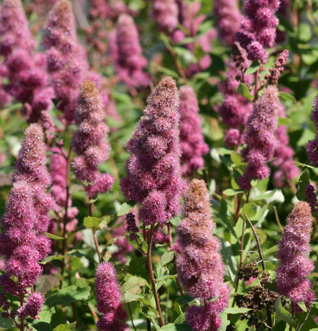 Rose Douglas Spiraea | 50+ seeds | Steeple Bush | Pollenators