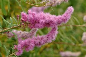 Rose Douglas Spiraea | 50+ seeds | Steeple Bush | Pollenators