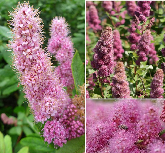 Rose Douglas Spiraea | 50+ seeds | Steeple Bush | Pollenators