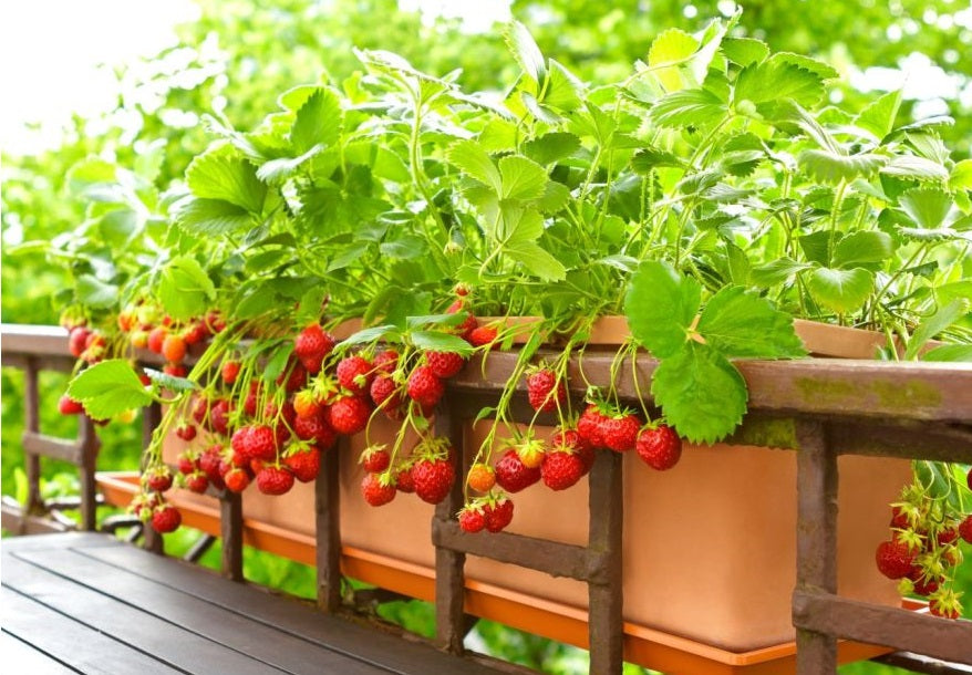 Strawberry Fresca Seeds | Trailing | Hanging Baskets & Containers | Super Sweet