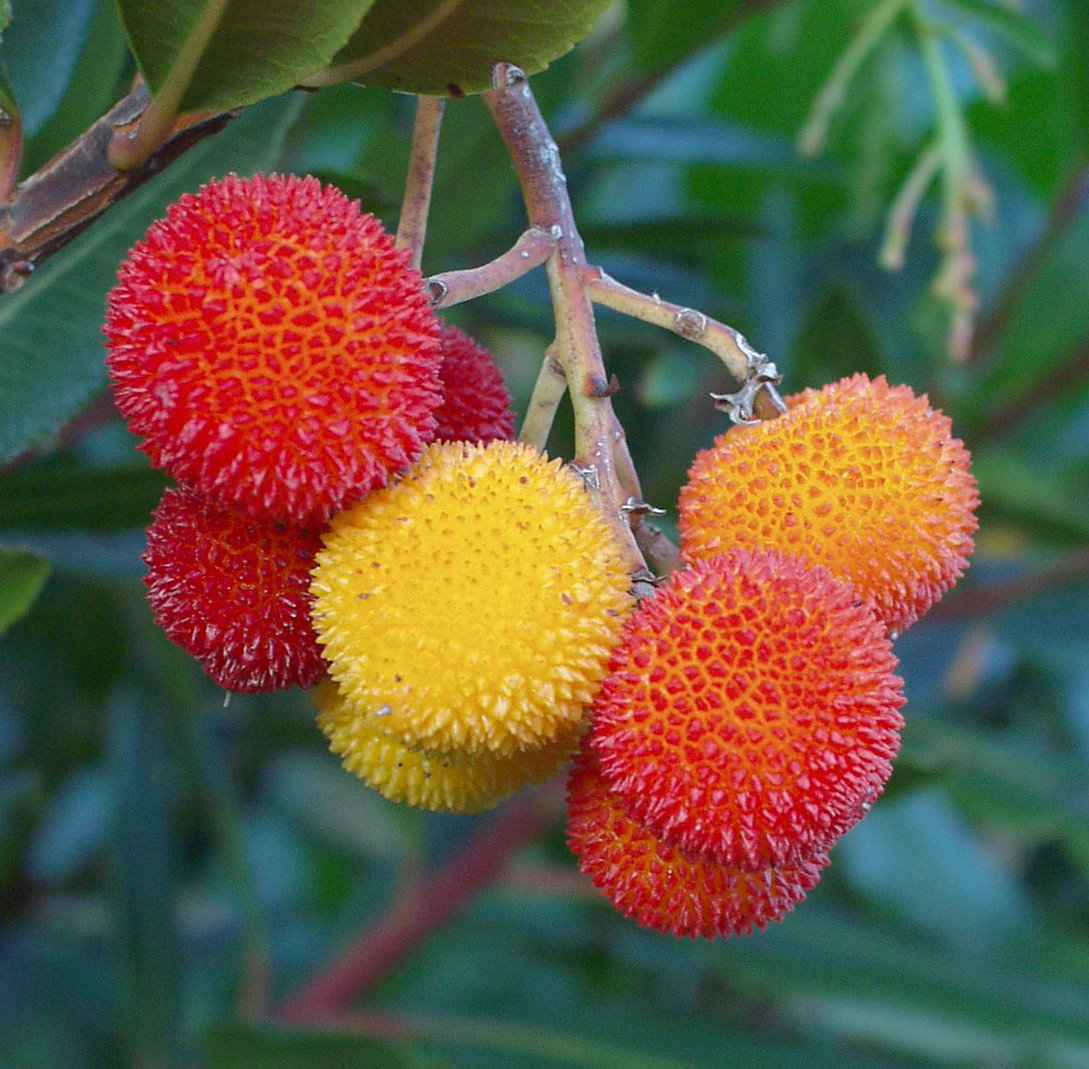 Strawberry Tree (Arbutus Unedo) | 20+ seeds