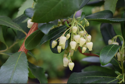 Strawberry Tree (Arbutus Unedo) | 20+ seeds