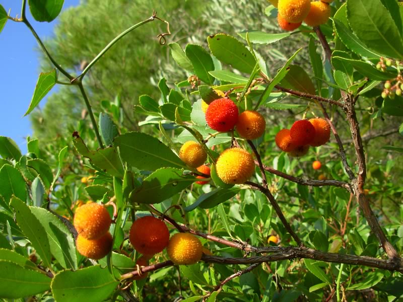Strawberry Tree (Arbutus Unedo) | 20+ seeds