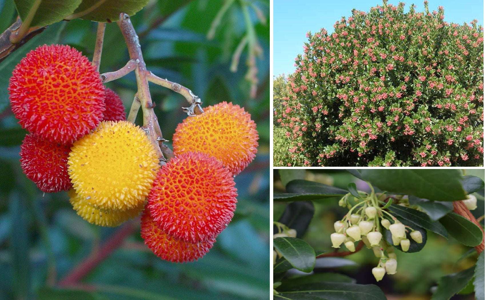 strawberry tree from seed Strawberry Tree (Arbutus Unedo)
