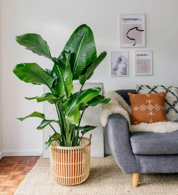 White Bird of Paradise - 10 Strelitzia Nicolai House Plant Seeds