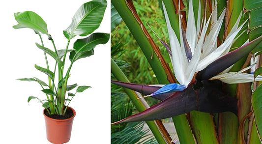 White Bird of Paradise - 10 Strelitzia Nicolai House Plant Seeds