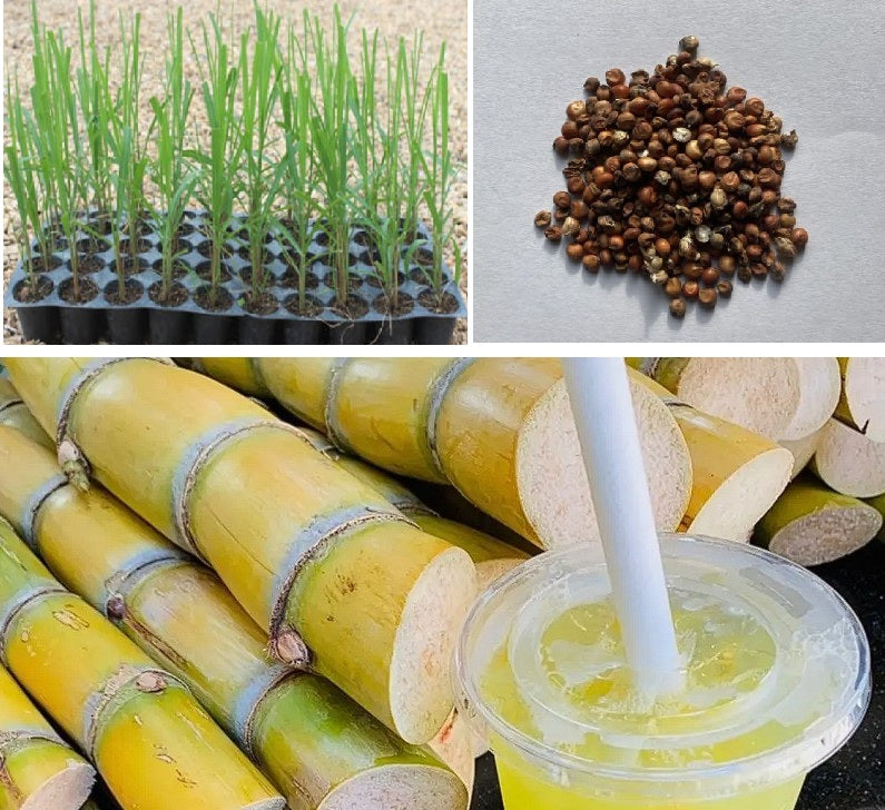 sugarcane plant seeds American Giant Sugar Cane