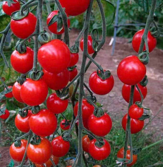 Tomato seeds | Sweet Aperitif | 15 Seeds | Sweet Cherry | Very High Yield