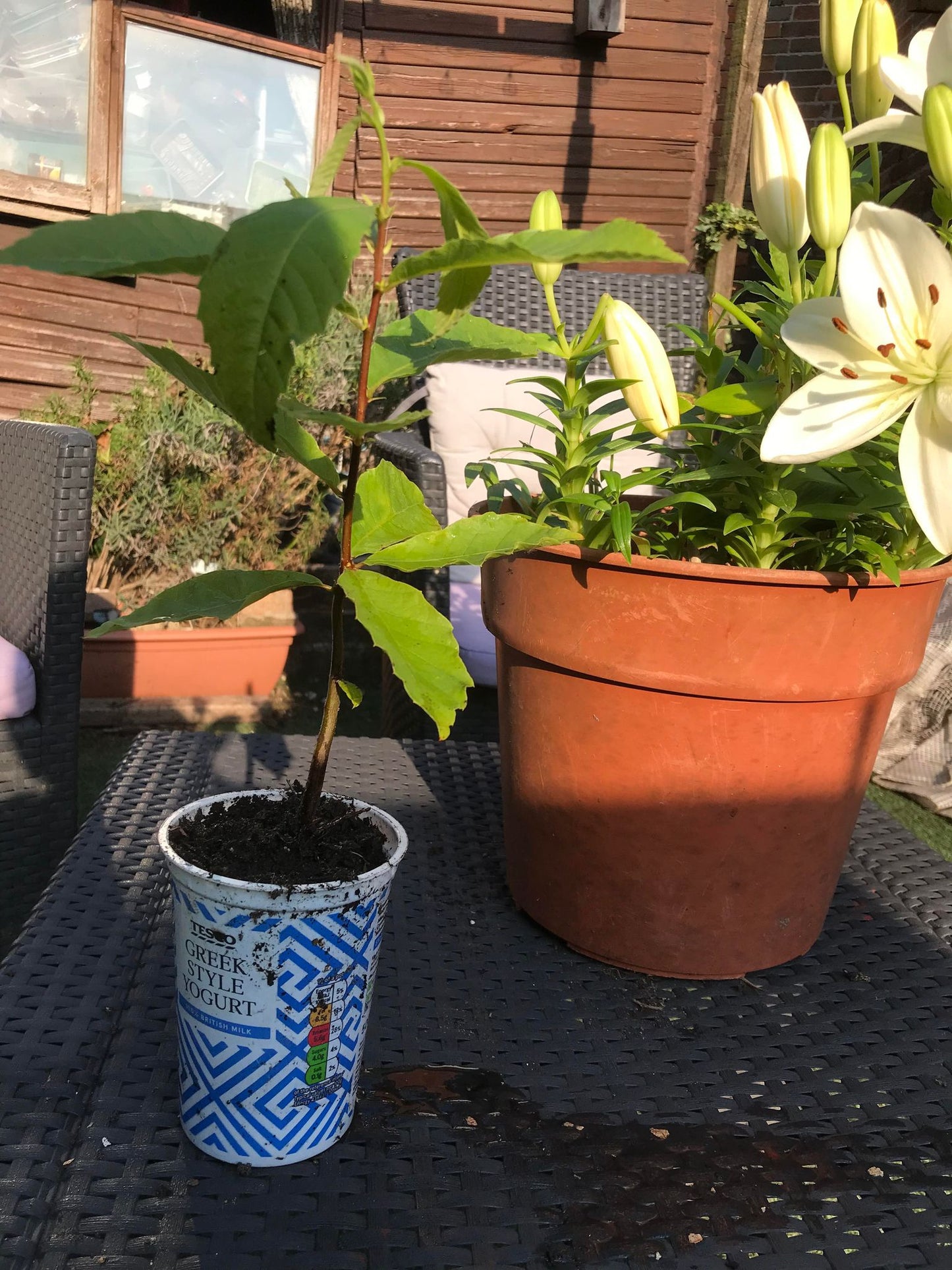 Sweet Chestnut (Castanea Sativa) | Sapling in pot | Organic