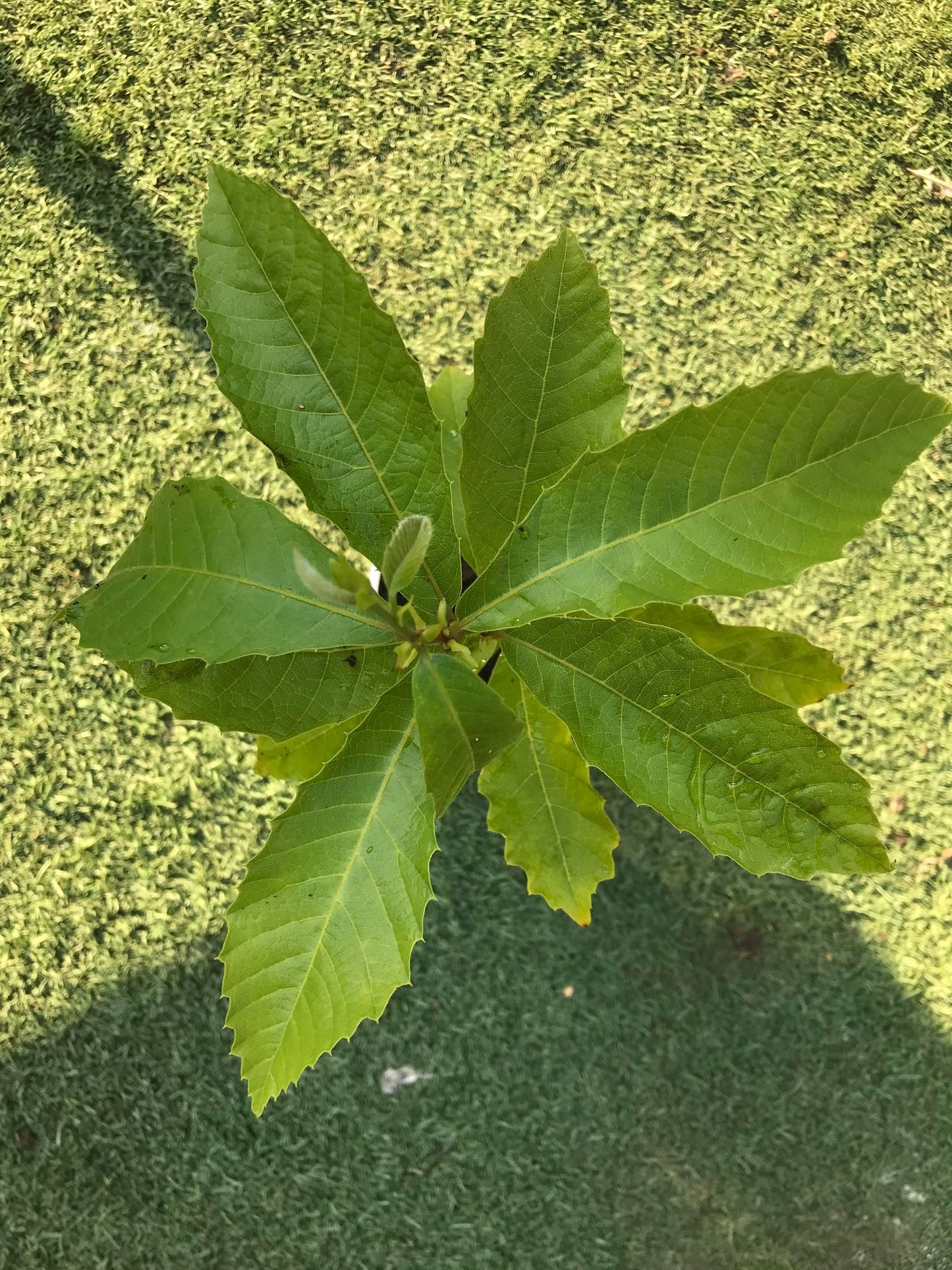 Sweet Chestnut (Castanea Sativa) | Sapling in pot | Organic