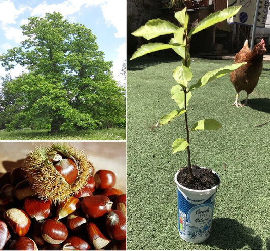 Sweet Chestnut (Castanea Sativa) | Sapling in pot | Organic
