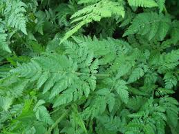 Sweet Cicely | Myrrhis Odonata | 30+ seeds | Sweet Chervil